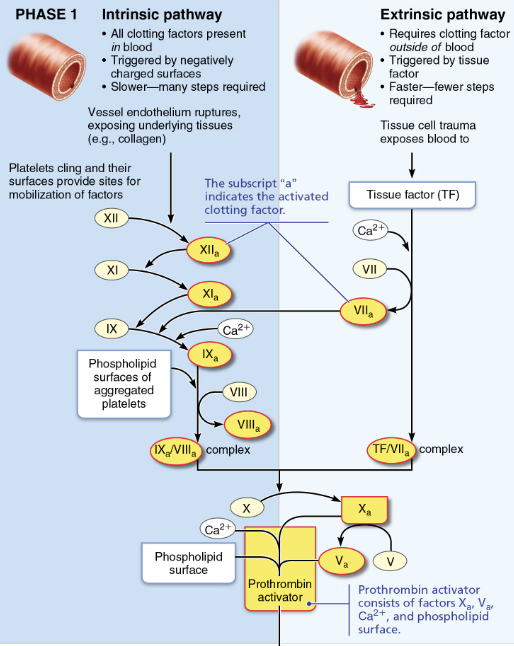 <p><code>→ Pathway to Prothrombin Activator</code></p><ul><li><p><strong>Intrinsic pathway</strong></p><ul><li><p><span style="color: blue;"><strong><em>Intrinsic</em> because the factors needed for clotting are present <em>within</em> (intrinsic to) the blood</strong></span></p></li><li><p>Vessel endothelium ruptures, exposing underlying tissue</p></li><li><p>Platelet cling and their surfaces provide sites for mobilization of factors </p></li><li><p>Phospholipid surfaces of aggregated platelets </p></li></ul></li><li><p><strong>Extrinsic pathway</strong></p><ul><li><p><span style="color: red;"><strong><em>Extrinsic</em> because the tissue factor it requires is <em>outside</em> of blood</strong></span></p></li><li><p>Tissue cell trauma expose blood to →<span style="color: purple;"><strong> </strong></span><span style="color: rgb(0, 0, 0);"><strong>Tissue factor TF </strong></span></p></li></ul></li><li><p><strong>BOTH </strong></p><ul><li><p>Platelet phospholipid membranes</p></li><li><p><span style="color: purple;"><strong>Pathways converge as <u>prothrombin</u> is converted to <u>thrombin</u></strong></span></p></li></ul></li></ul><p></p>