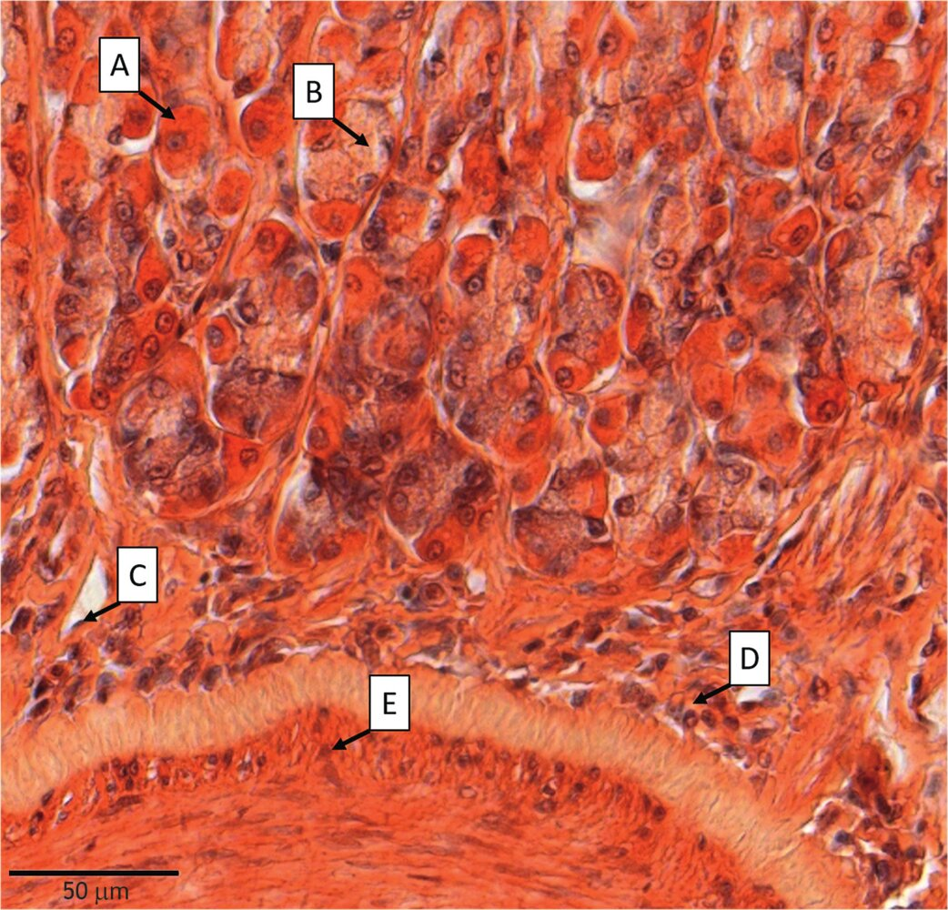 <p>49. Overproduction of hydrochloric acid (HCl) by gastric glands can contribute to the development of gastritis (inflammation of the stomach lining).</p><p>Which of the cells labeled A–E in the image is responsible for producing HCl?</p>