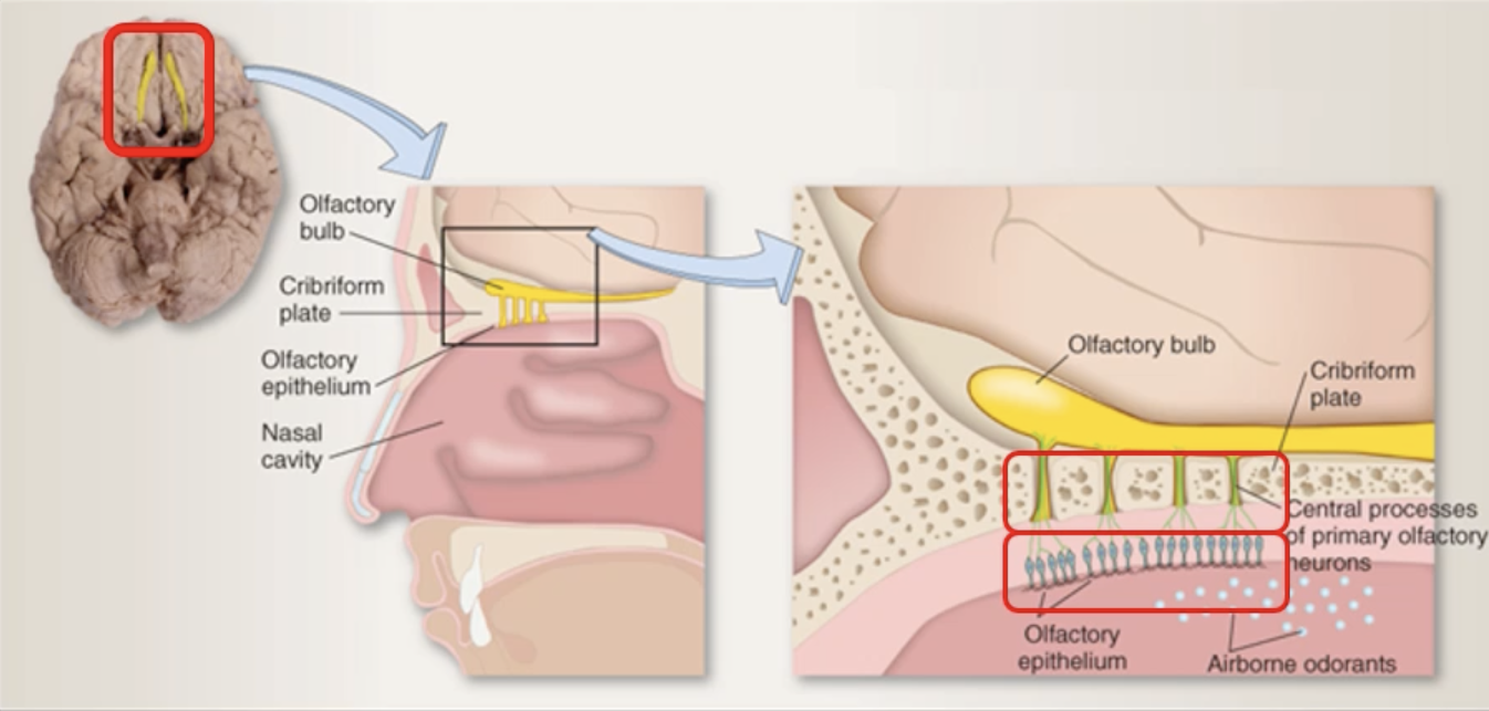 <ul><li><p>project through ethmoid bone</p></li><li><p>into olfactory epithelium </p></li></ul><p></p>