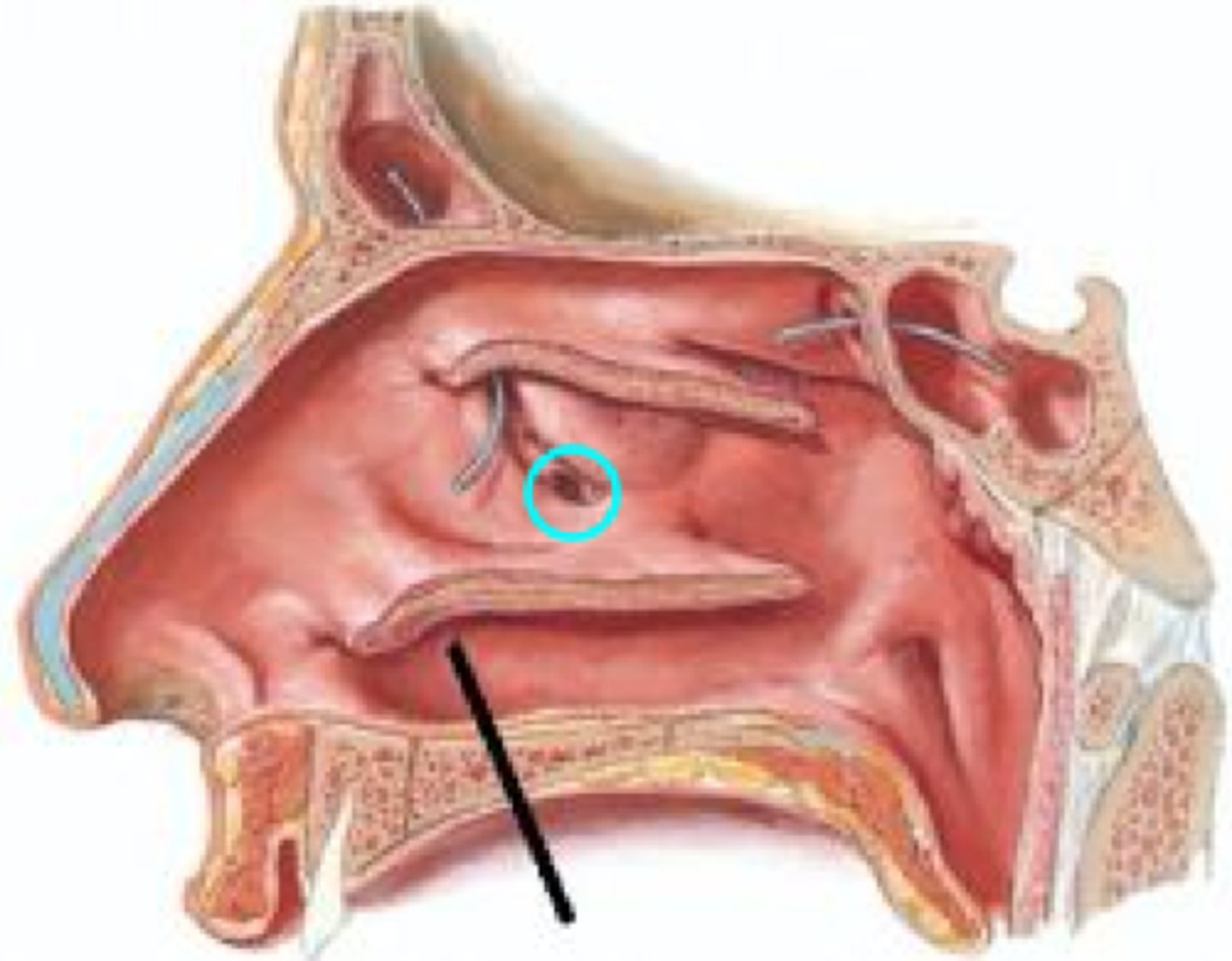 <p>circled</p>