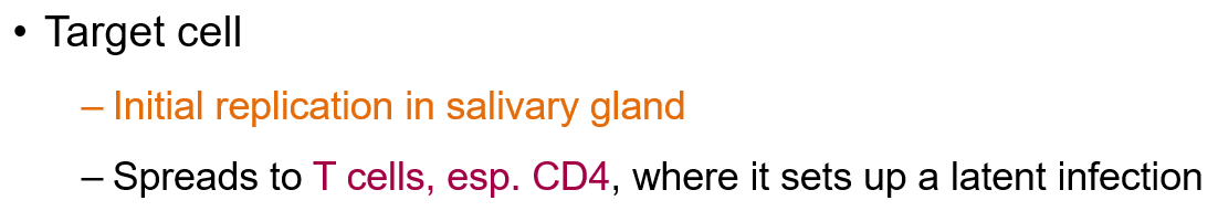 <ul><li><p>They initially <strong>replicate in the salivary gland</strong>.</p></li><li><p>Then spread to <strong>T cells, especially CD4 T cells</strong>, where they can set up <strong>latent infection</strong>.</p></li></ul><p></p>