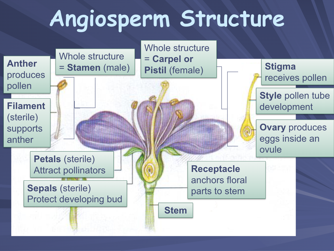 <p>General structure:</p><ul><li><p>Petals - attract pollinators</p></li><li><p>Sepals - protect developing bud</p></li><li><p>Receptacle - connects flower to stem</p></li><li><p>Stem - connects vascular system to roots</p></li></ul><p>Reproductive organs:</p><p>Stamen (male):</p><ul><li><p>anther - produces pollen</p></li><li><p>filament - supports anther, allows for extension so wind/pollinators can spread pollen</p></li></ul><p>Carpel/Pistil (female)</p><ul><li><p>stigma - receives pollen</p></li><li><p>style - pollen tube development</p></li><li><p>ovary - produces eggs inside <strong>ovule</strong></p></li></ul>