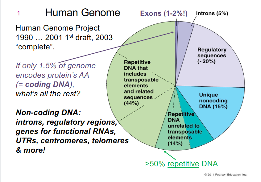 <p>- only 1.5% of genome encodes protein's AA (= coding DNA)</p><p>- Non-coding DNA: introns, regulatory regions, genes for functional RNAs, UTRs (untranslated regions), centromeres, telomeres, more</p>