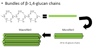 <p>Bundles of cellulose molecules arranged in parallel that form the base of the cell wall</p><p></p>