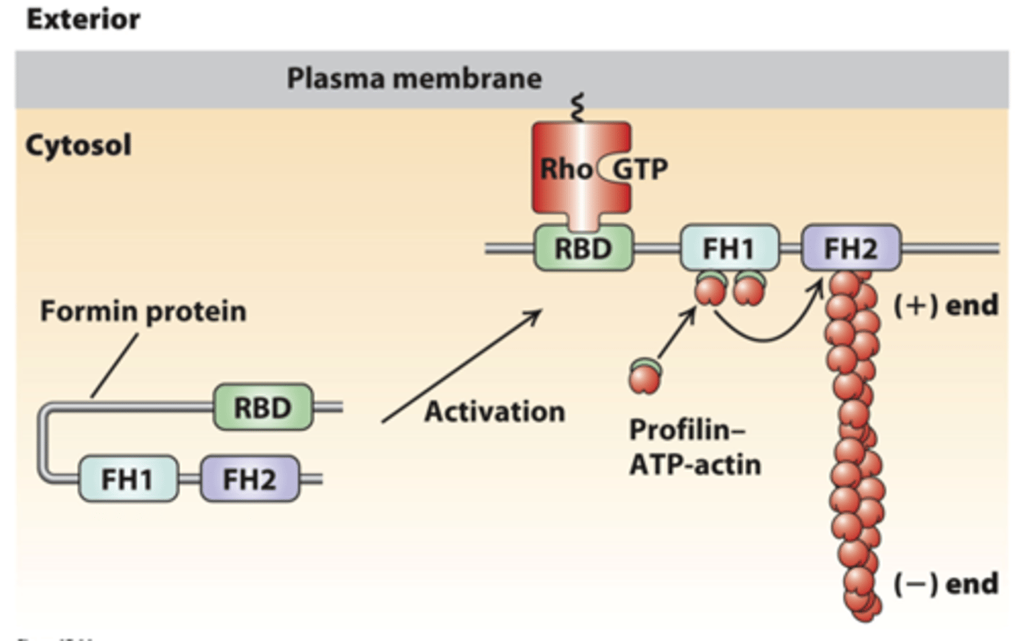 <p>regulation of formin activity by an _______________ interaction</p>