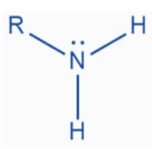 <p>Follows the form R-N^-H_-H</p><p></p><p>Polar/Charged. Has one lone pair of electrons =&gt; Works well as a base as it is likely to attract H+ cations and thus to neutralise acids.</p>