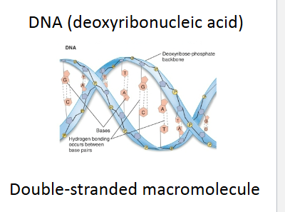 <p>DNA ( Deoxyribonucleic Acid)</p>