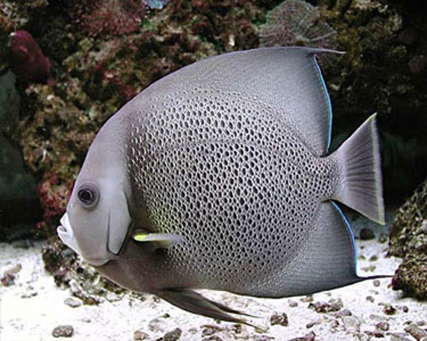 <p>Cichlids, and angelfish</p>