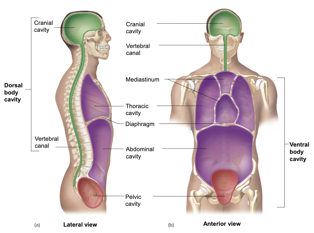 <p>3 subdivisions of cavities:</p><ol><li><p>Thoracic</p></li><li><p>Abdominal</p></li><li><p>Pelvic</p></li></ol><p></p><p></p>