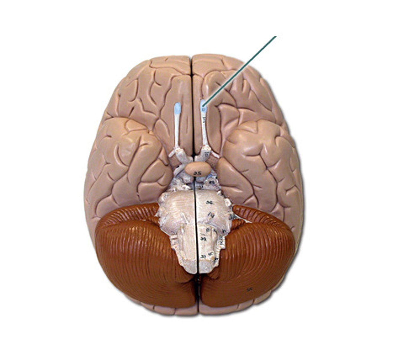 knowt flashcard image