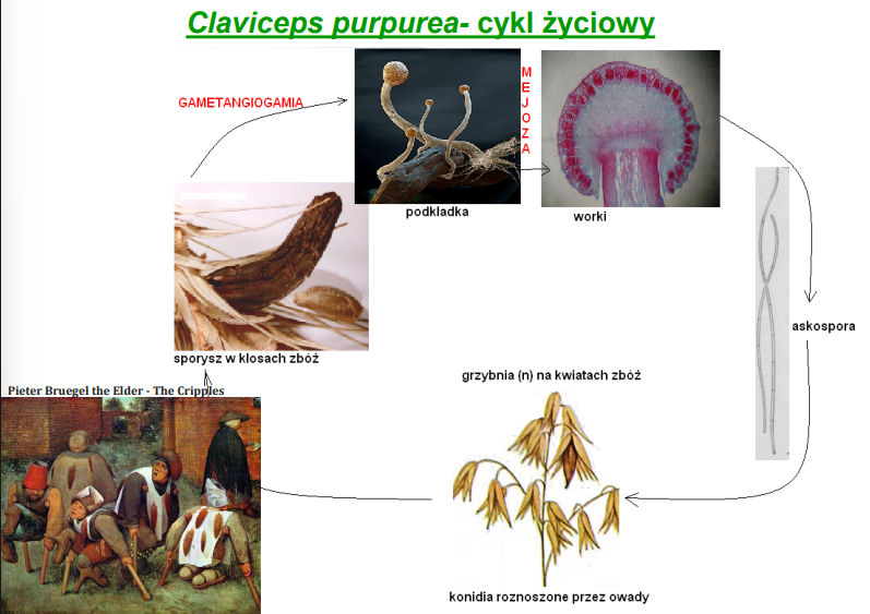 <p>-rząd Hypocreales (Ascomycota)<br>-tworzy tzw. sporysze - przetrwalniki - na nim wyrastają podkładki z perytecjami<br>-pasożyt traw (w tym zbóż)</p><p>-sporysz jest fabryką metabolitów wtórnych <br>-choroba ergotyzmu “spalał stopy grzeszników”<br>-ergotyzm: gangrenowy lub konwulsyjny</p>