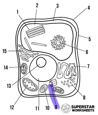 <p>What’s the highlighted area called</p>