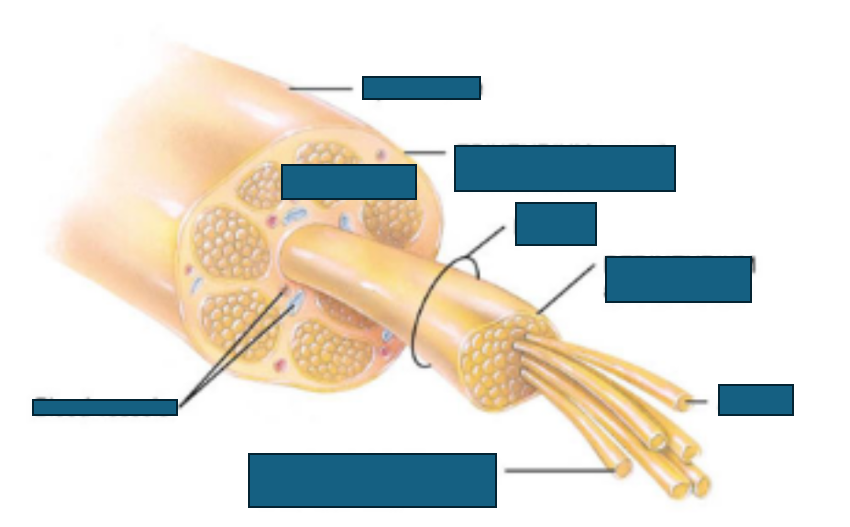 <p>arrangement of nerves in spinal cord</p>