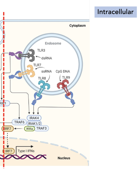 <p><strong>TLR signaling pathway in innate immune cells</strong></p><ul><li><p>_____ activates type I IFNs induces anti-viral infection on targets</p><ul><li><p>IFN-⍺ and IFN-β</p></li></ul></li></ul><p></p>
