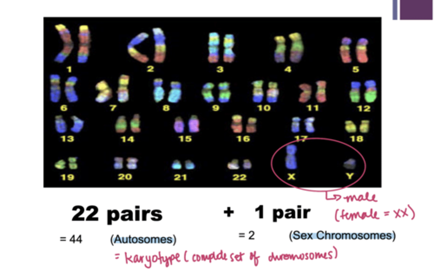 <p>the number and visual appearance of the chromosomes in the cell nuclei of an organism or species.</p>