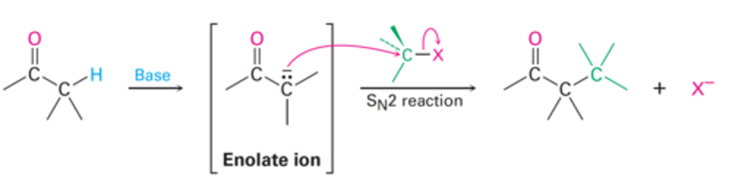 <p>How does alkylation of enolate ions occur?</p>