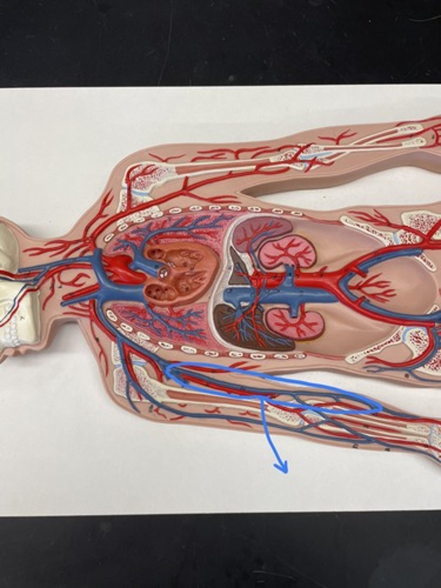 <p>large vein on the inner side of the upper arm</p>