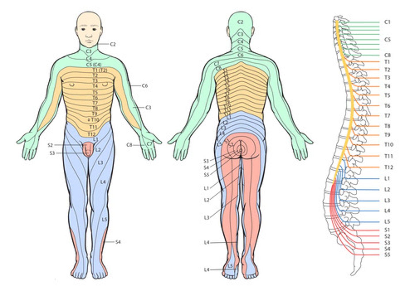 <p>an area of the skin supplied by nerves from a single spinal root.</p>