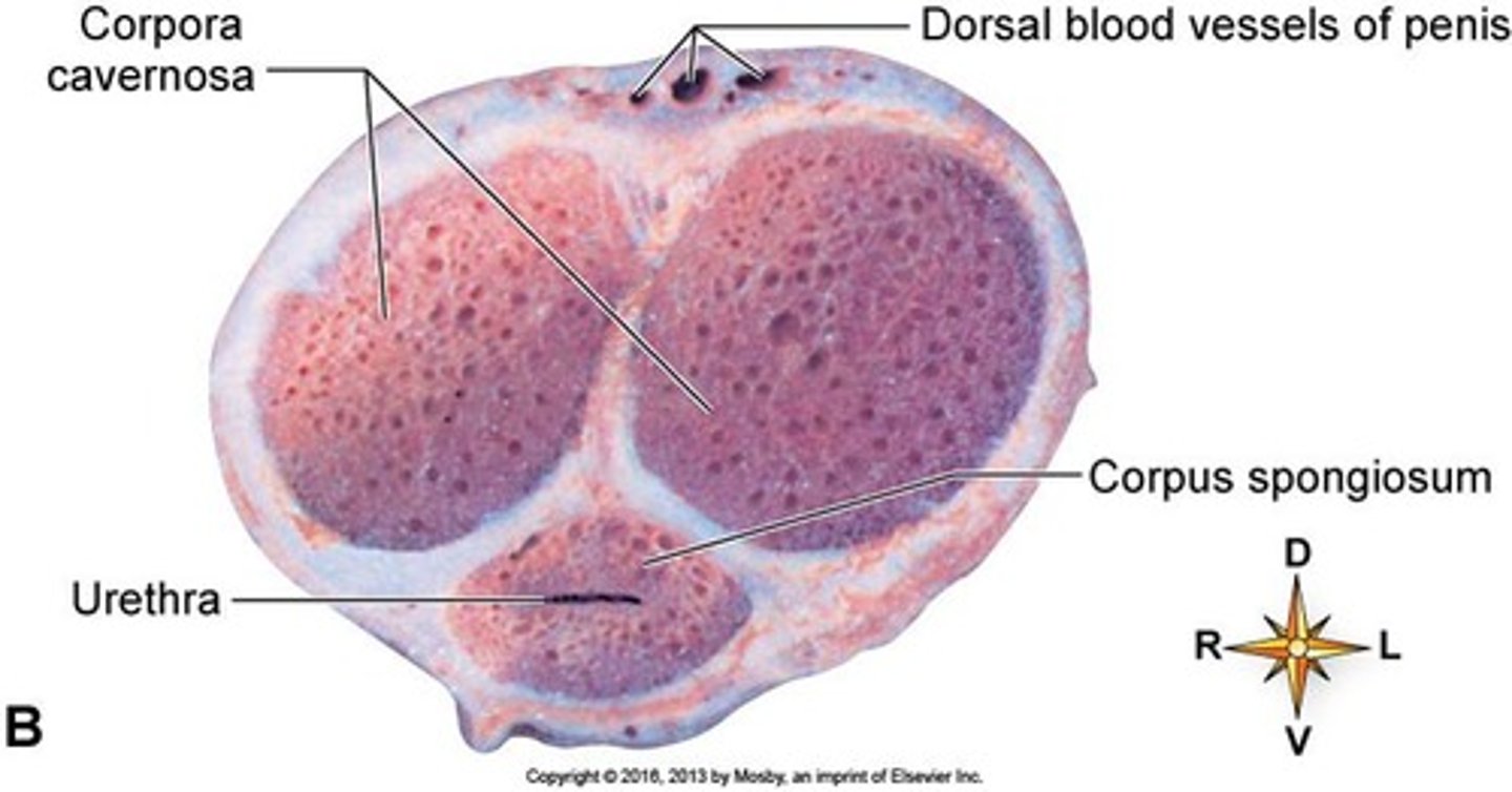 <p>A thick, milky white fluid mixture of sperm, testicular fluid, and accessory gland secretions.</p>