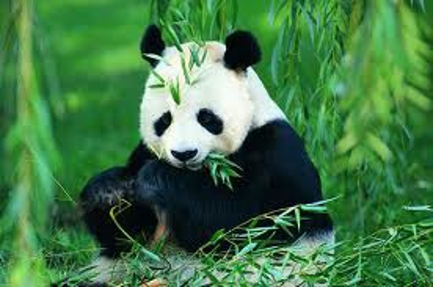 <p>xióng māo - panda</p>