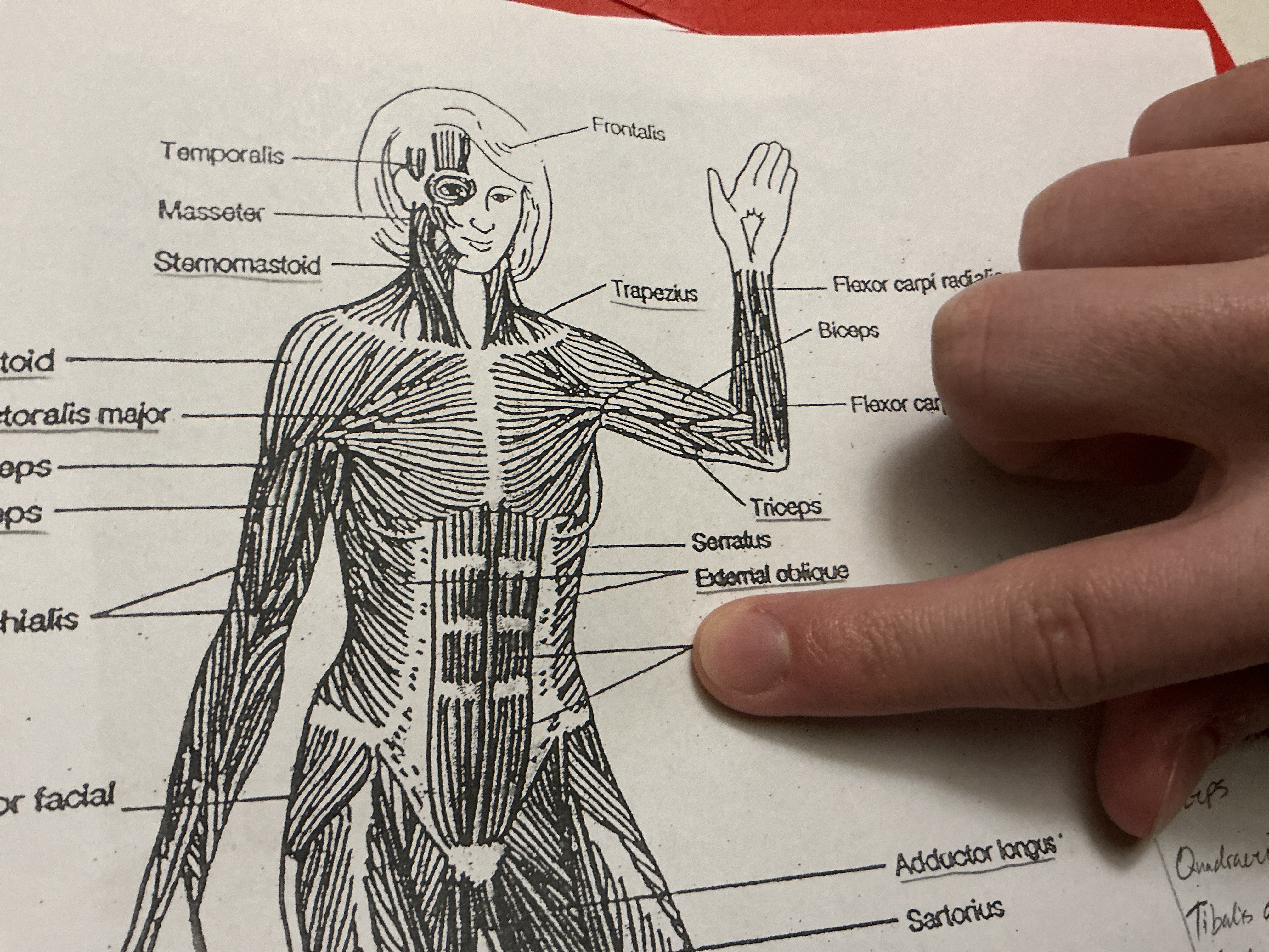 <p>A long, flat muscle located along the front of the abdomen, running vertically on each side of the midline. It helps flex the spine and stabilize the core.</p>