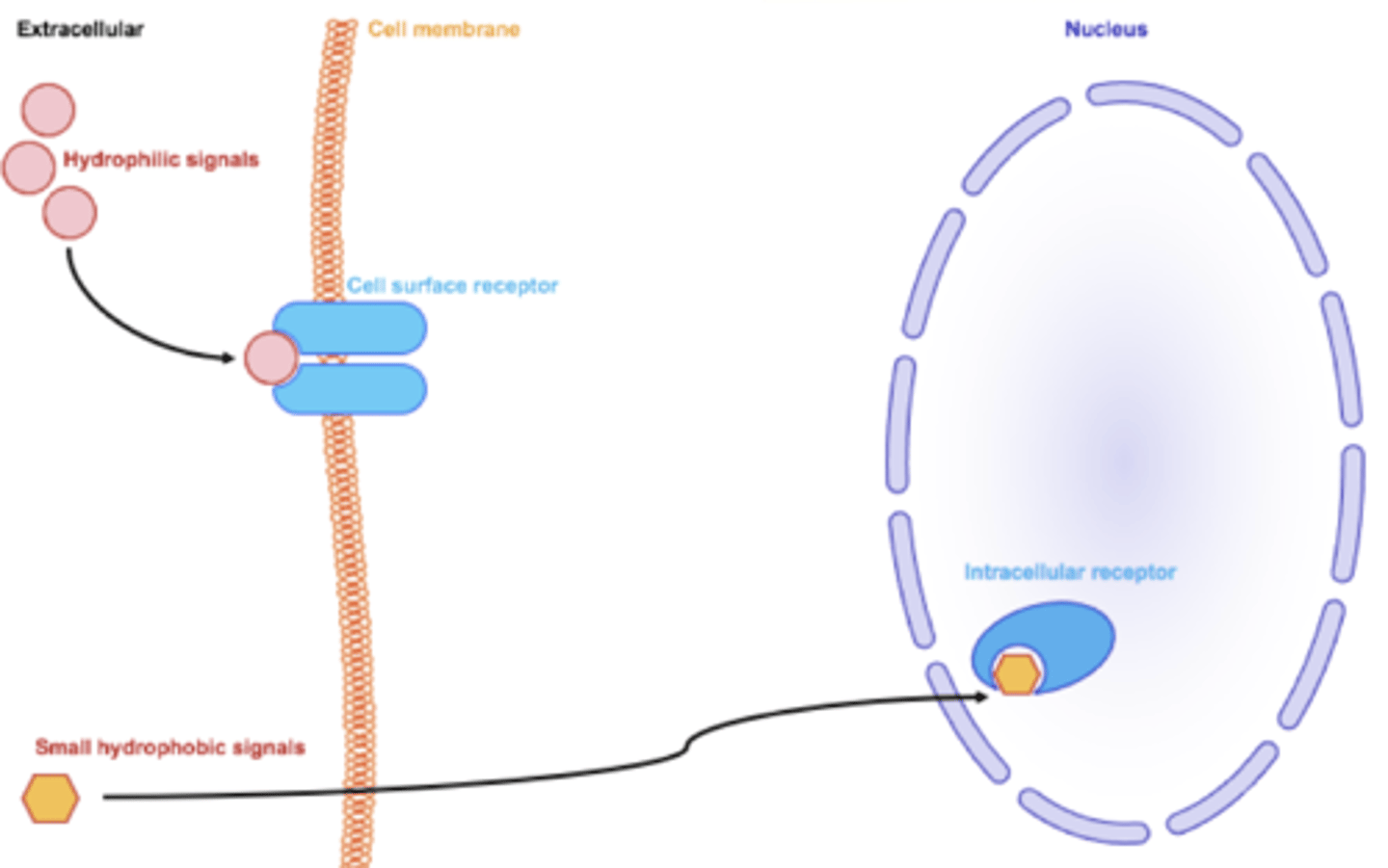 <p>1: Nuclear receptors; hormone has a nuclear localization signal</p><p>2: Cytoplasmic receptor</p>