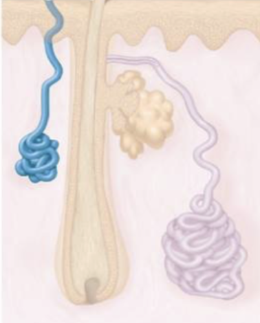 <ul><li><p><span style="background-color: transparent; font-family: "Times New Roman", serif;"><span>Most frequent type </span></span></p></li><li><p><span style="background-color: transparent; font-family: "Times New Roman", serif;"><span>Sweat composition</span></span></p></li><li><p><span style="background-color: transparent; font-family: "Times New Roman", serif;"><span>Release mechanism</span></span></p><ul><li><p><span style="background-color: transparent; font-family: "Times New Roman", serif;"><span>Exocytosis</span></span></p></li><li><p><span style="background-color: transparent; font-family: "Times New Roman", serif;"><span>Via sweat pores onto epidermal surface </span></span></p></li></ul></li><li><p><span style="background-color: transparent; font-family: "Times New Roman", serif;"><span>Function: regulate body heat</span></span></p></li><li><p><span style="background-color: transparent; font-family: "Times New Roman", serif;"><span>Location</span></span></p><ul><li><p><span style="background-color: transparent; font-family: "Times New Roman", serif;"><strong><u><span>Palms, soles, forehead</span></u></strong></span></p></li></ul></li></ul><p></p>