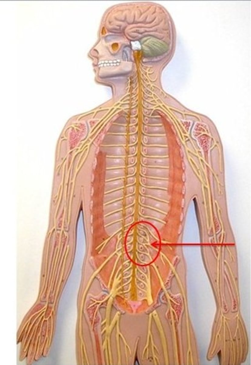 <p>Plexus formed by spinal nerves L1-L4, serving the lower abdomen and anterior thigh</p>