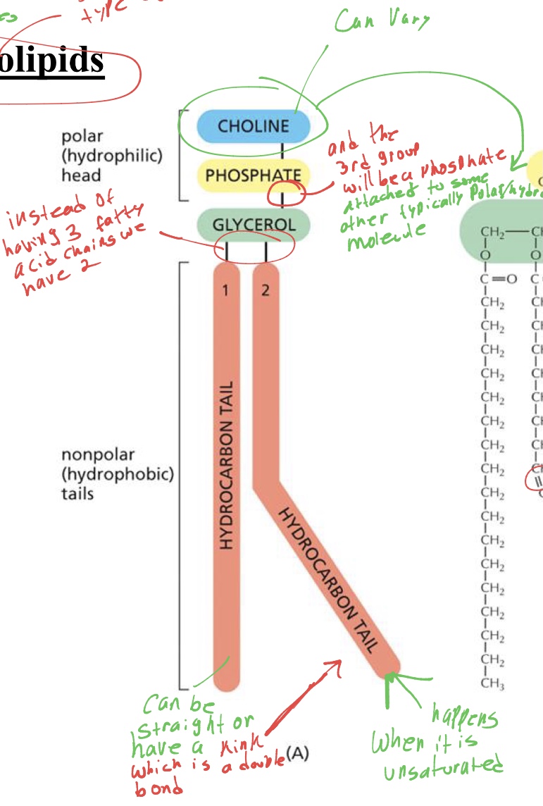 <p>whats the structure of the phospholipid </p>