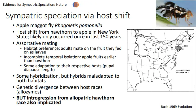 <ul><li><p>there are few good examples of sympatric speciation, but it is theoretically possible</p></li><li><p><strong>lord howe island palms</strong>- defined by the analysis of molecular-based phylogenies and genetic data </p></li><li><p><strong>apple maggot fly</strong>- underwent a <strong>host shift</strong> from hawthorn to apple by <strong>assortative mating</strong> (adults tend to mate on the fruit they fed on as larvae) and incomplete <strong>temporal isolation</strong> (apples fruit earlier)</p><ul><li><p>this may not be a good example due to recent evidence of a <strong>geographically separate southern species introgressing </strong>with one of the sympatric forms and causing genetic divergence</p></li></ul></li></ul><p></p>