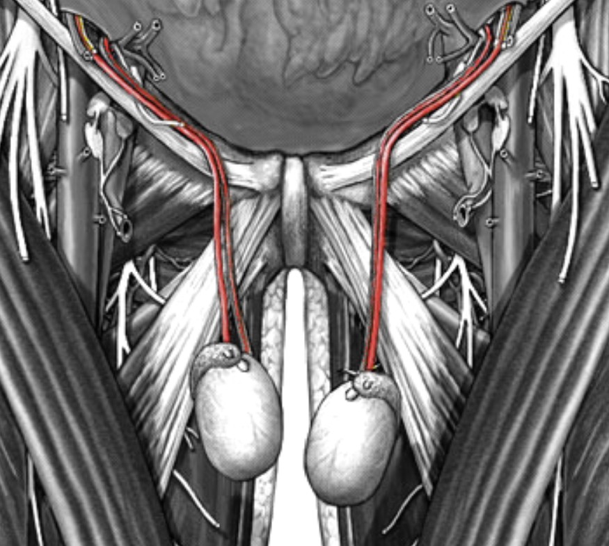 <p>Which arteries:</p><ul><li><p>Inferior to abdominal aorta, splits off to left &amp; right</p></li><li><p>Supplies the testes/ovaries</p></li></ul><p></p>