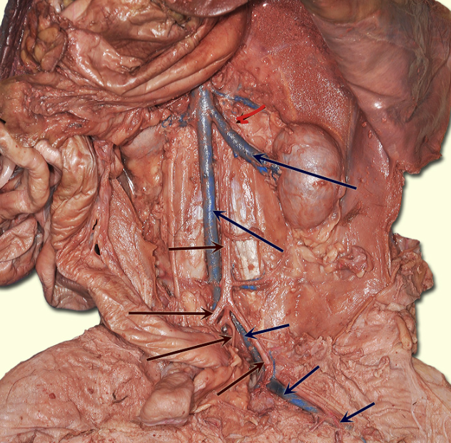 <p>Carries oxygenated blood from aorta to kidneys</p>