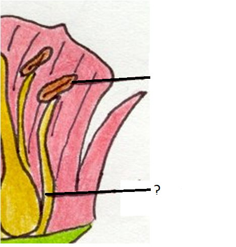 a slender threadlike object or fiber, especially one found in animal or plant structures (male)