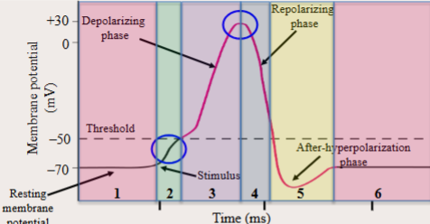 <ul><li><p>After reaching +30mV, the Na⁺ channel closes; the inactivation gate slides across the pore and blocks more Na⁺ from entering the cell.</p><ul><li><p>1-1.5 ms.</p></li></ul></li><li><p>Open conformation of the voltage-gated Na⁺ channels is only maintained for a few milliseconds.</p></li></ul><p></p>