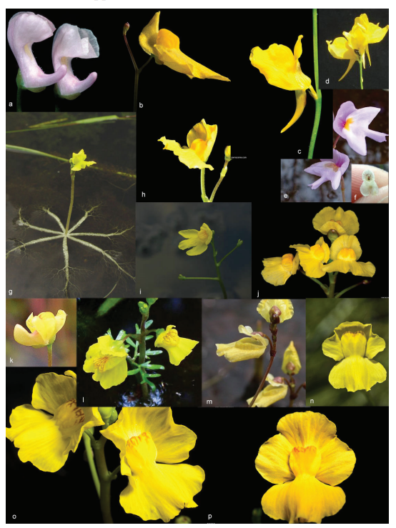 <p>Bladderwort</p>