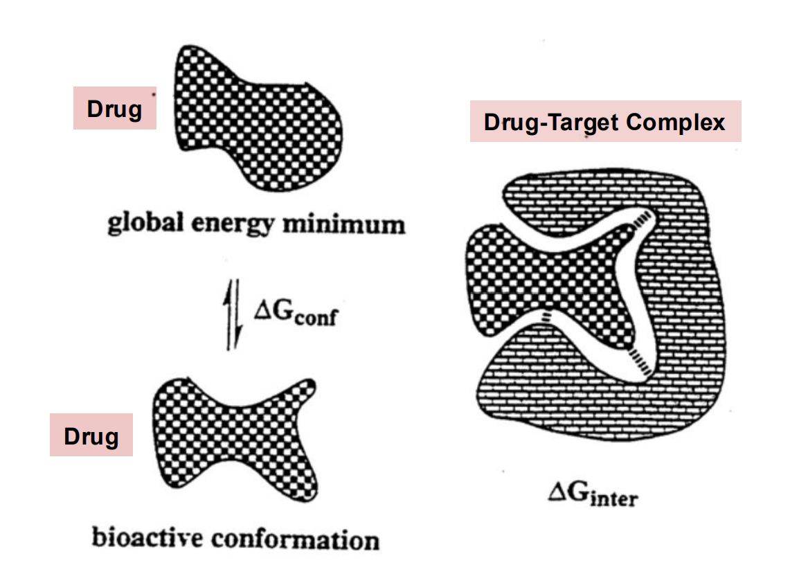 <p>The target/protein-bound conformation</p><ul><li><p>Drug molecules that have flexibility in their conformation due to multiple rotatable bonds can have a bound conformation that is different from the solution conformation</p></li><li><p>Change in G<sub>conf</sub> is the free energy change required to reach the bioactive conformation</p></li><li><p>There is an “entropic cost” associated with freezing bond rotations and upon binding.</p></li></ul><p></p>