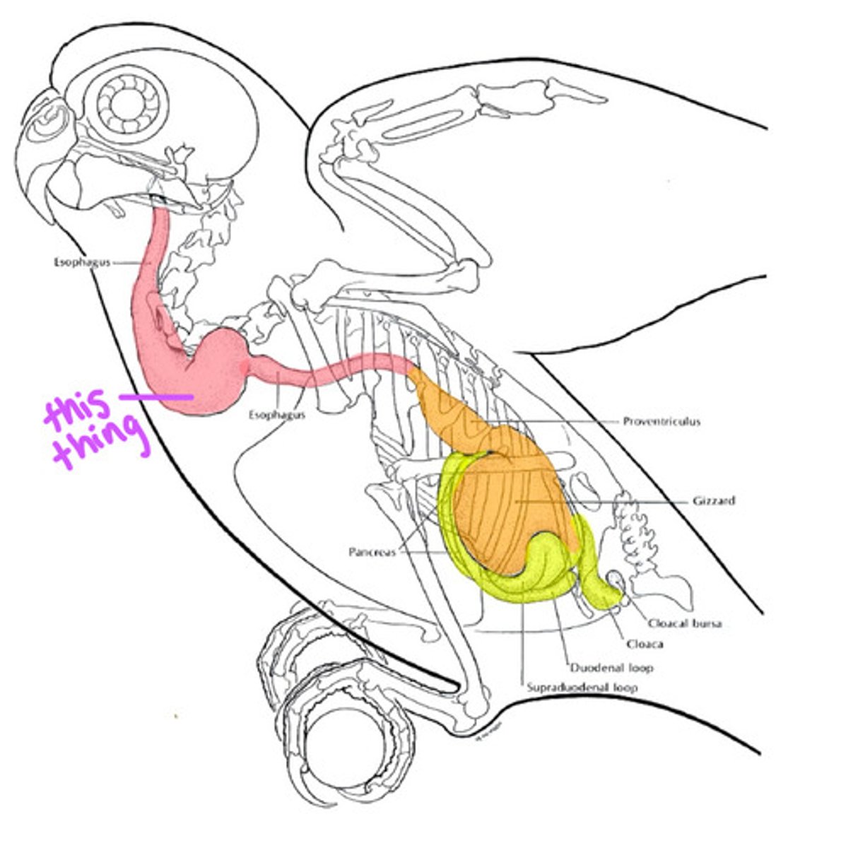 <p>The _____________ is a storage structure that is present in most birds. It is not present in these 2 =</p>