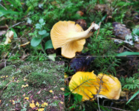 <p>Habitat: Skog. Ofta granskog. </p><p>Övrigt: Mykorrhiza. </p><p>Har åsar, inte skivor. Uppskattad matsvamp. </p>