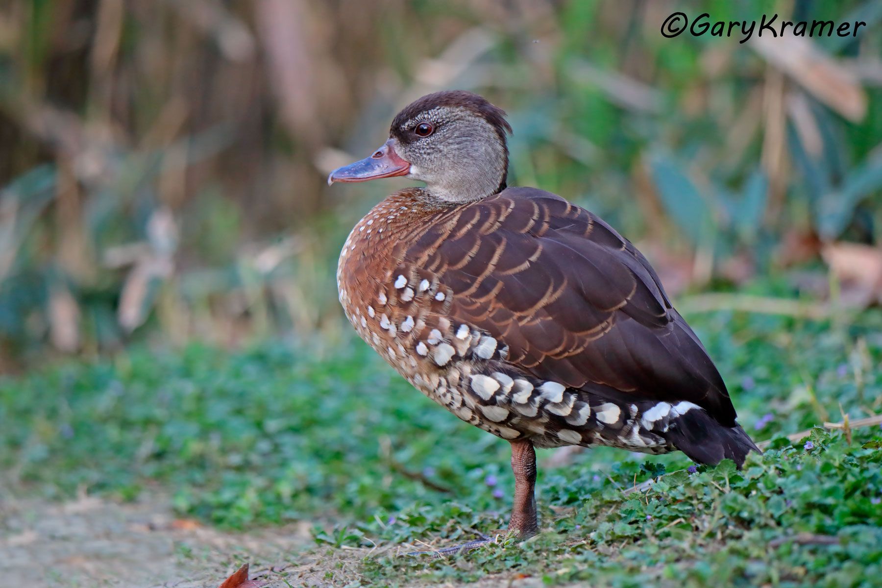 <p>Spotted Whistling Duck</p>