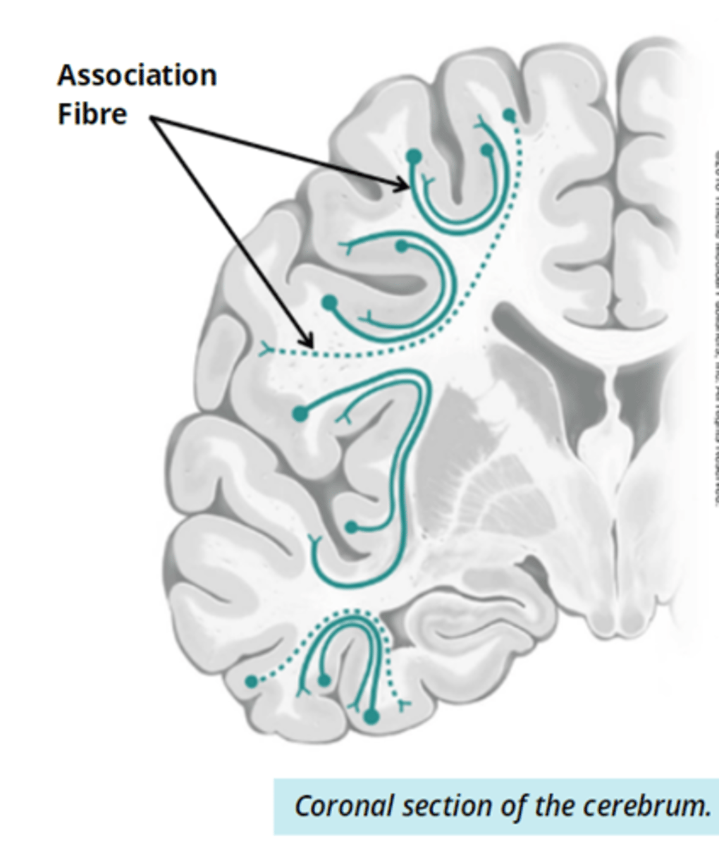 <p>- facilitate communication within 1 hemisphere</p>