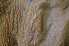 <p><strong>Ruminants </strong></p><p>______</p><ul><li><p>Large <strong><u>anaerobic fermentation vat </u></strong></p></li><li><p>Food is <strong>soaked</strong>, <strong>mixed</strong>, and<strong> fermented by bacteria </strong></p></li><li><p>Contains finger-like projections called <strong>papillae </strong>that <span style="color: red;">absorb nutrients through the wall into the bloodstream to provide energy </span></p></li><li><p>“Shag carpet” appearance </p></li><li><p><strong>Saturated with gases and in constant motion </strong></p></li></ul><p></p>