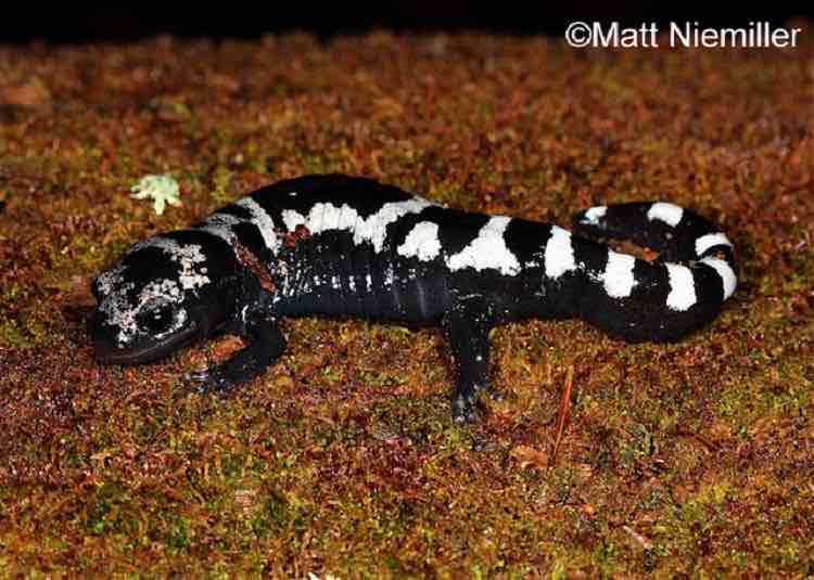 <p>looks like it just came out of the chrome plating shop with its metallic silvery-white to gray bands on the dorsum of its black body.</p><p style="text-align: start">A medium-sized (3.75 to 4.75 inches), stout-bodied salamander, males, and females can be told apart by the color of their crossbands; males have silvery-white bands, while females have gray bands.</p>