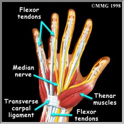 <p>Location:</p><ul><li><p><strong>the base of the thumb on the palm (volar) side of the hand</strong></p></li></ul><p></p><p>Function:</p><ul><li><p><strong>produce the movements of the thumb</strong></p></li><li><p>enabling fine motor control and precision grasping</p></li></ul><p></p>