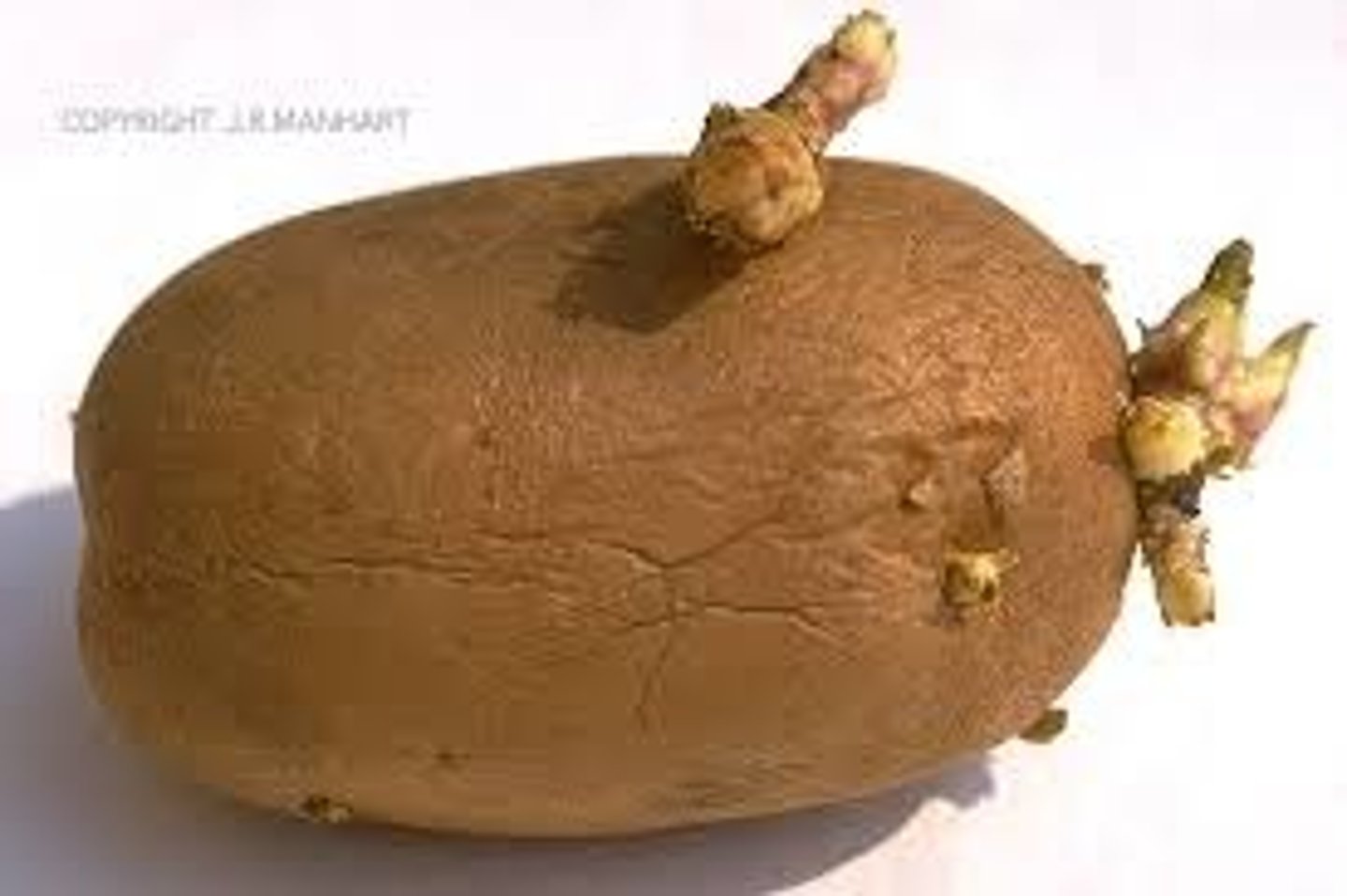 <p>The tip of an underground stem becomes swollen with stored food to form a tuber or storage organ. Buds on the storage organ develop to produce new shoots (like eyes on a potato)</p>