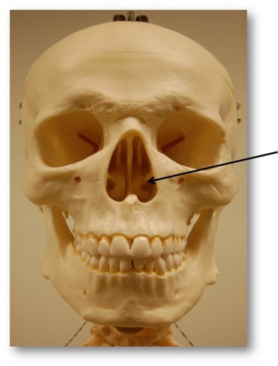 <p>Name this bone.</p>
