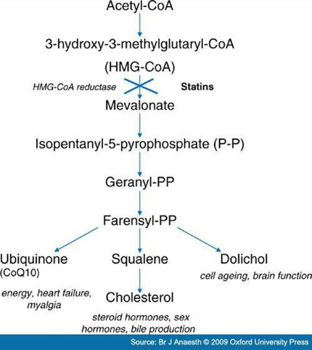 <p>Key enzyme targeted by cholesterol-lowering drugs.</p>