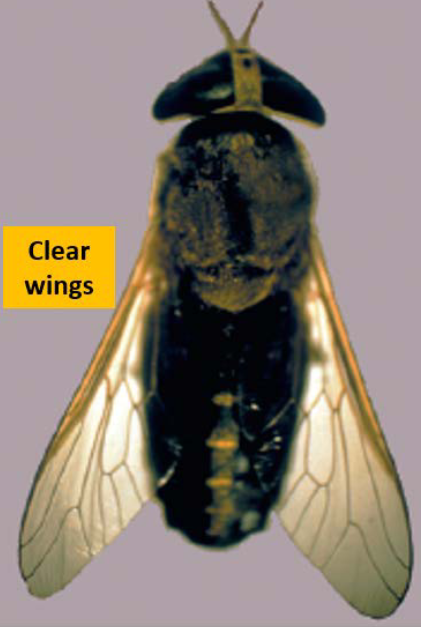 <p>What Brachycera fly is this? </p>
