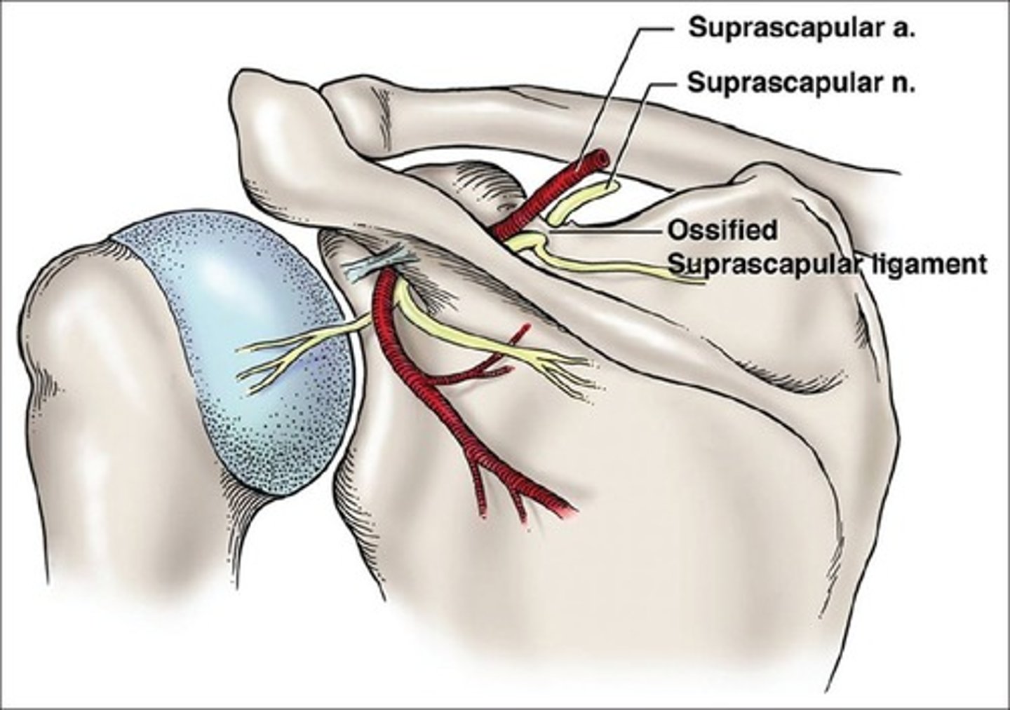 <p>goes under superior transverse scapular ligament into the scapular notch</p>