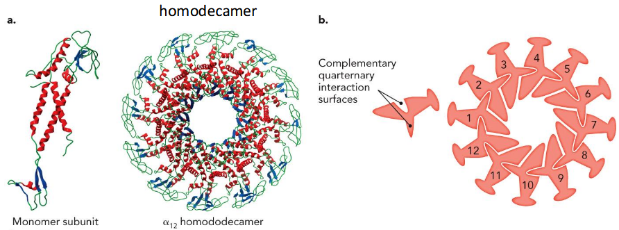 <p>same proteins come together</p><p>DNA packaging motor - homodecamer</p>
