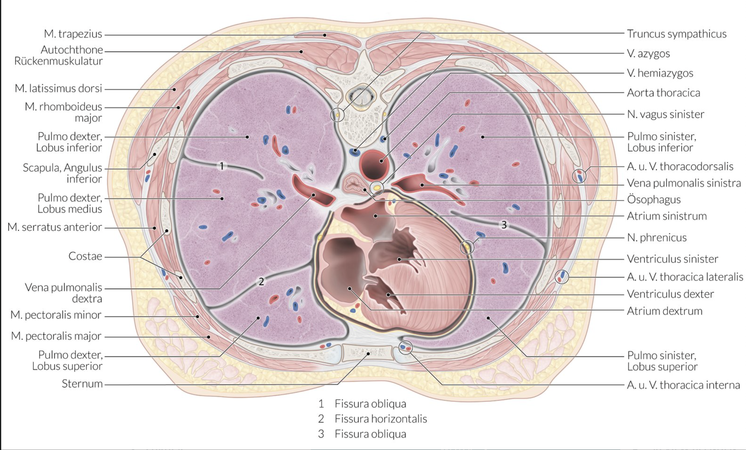 <p>B. Left atrium (Atrium sinistrum)</p>